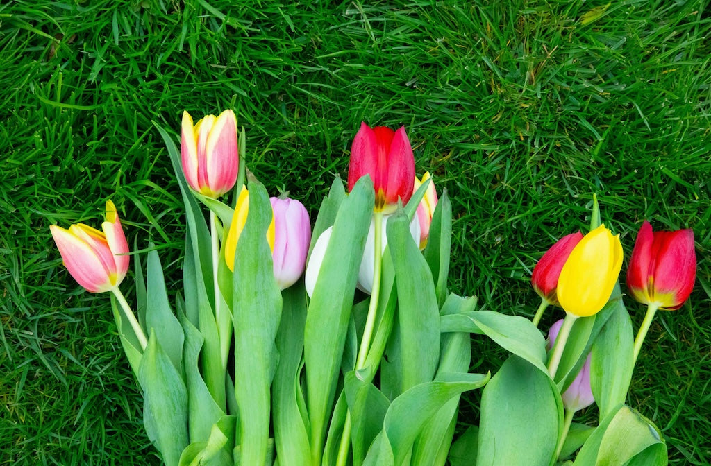 A Bucket of Flowers and Cutting-Edge Watermakers